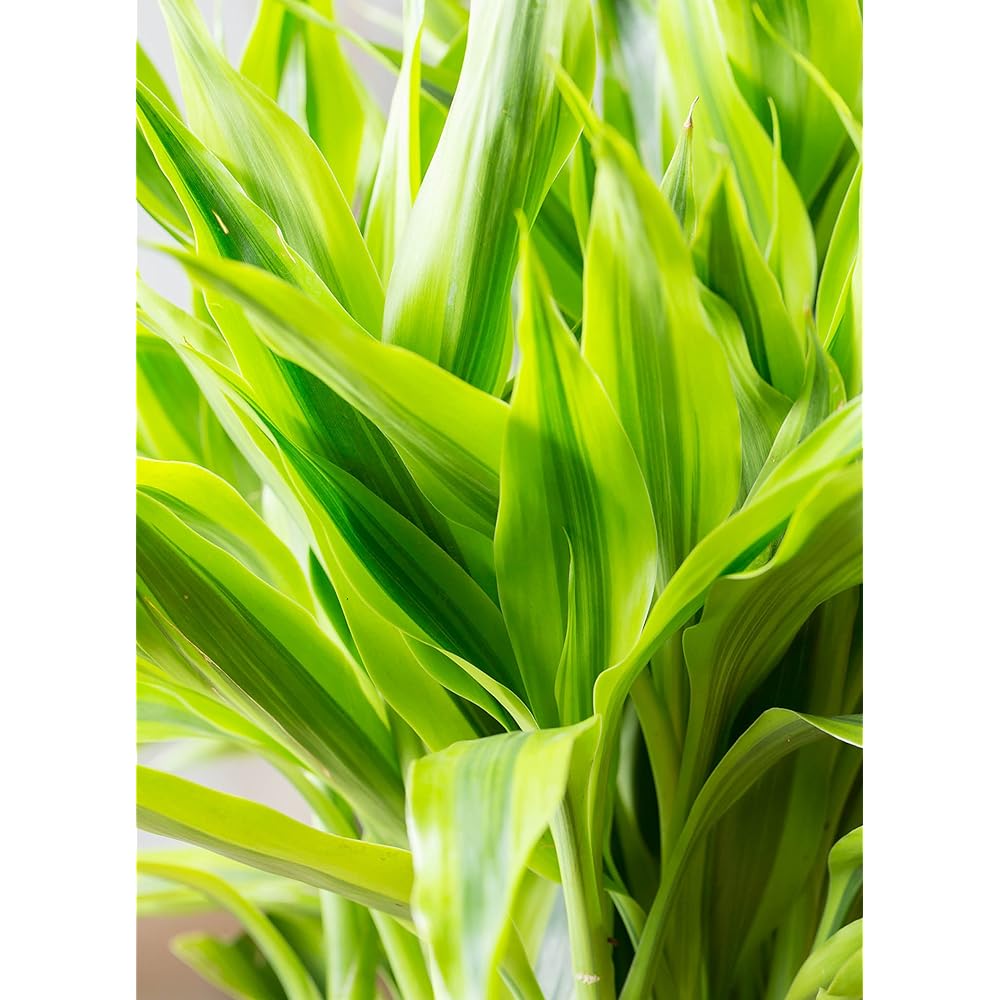 HitoHana Dracaena Million Bamboo (Lucky Bamboo) No. 7 Eco Stone Tall Type White