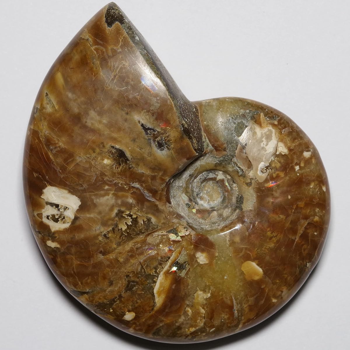 [N2 stone Natural] Natural fossil "Iridescent" fire ammonite (rainbow iridescent ammonite fossil) / specimen | (8 | "One of a kind" approx. 83g, 67x56x20mm)