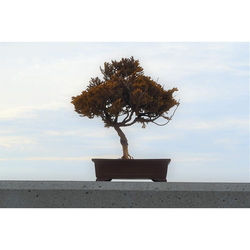 General Incorporated Association World Dry Bonsai Association Bonsai, Dry Bonsai, Dry Bonsai, DRY BONSAI Dry Bonsai/Bonsai Pot White Sand Hardened 4582522520083 Interior Object Gift Yellow Body: Depth 23cm Body: Height 35cm Body: Width 30cm