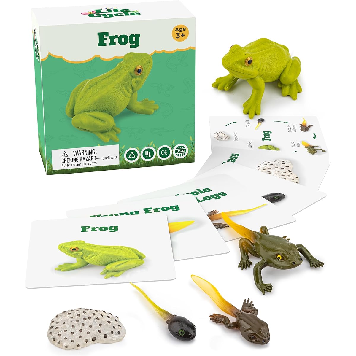 GLINGLONG Frog Life Cycle Kit Montessori Realistic Figures Kids Figures Animal Match Set