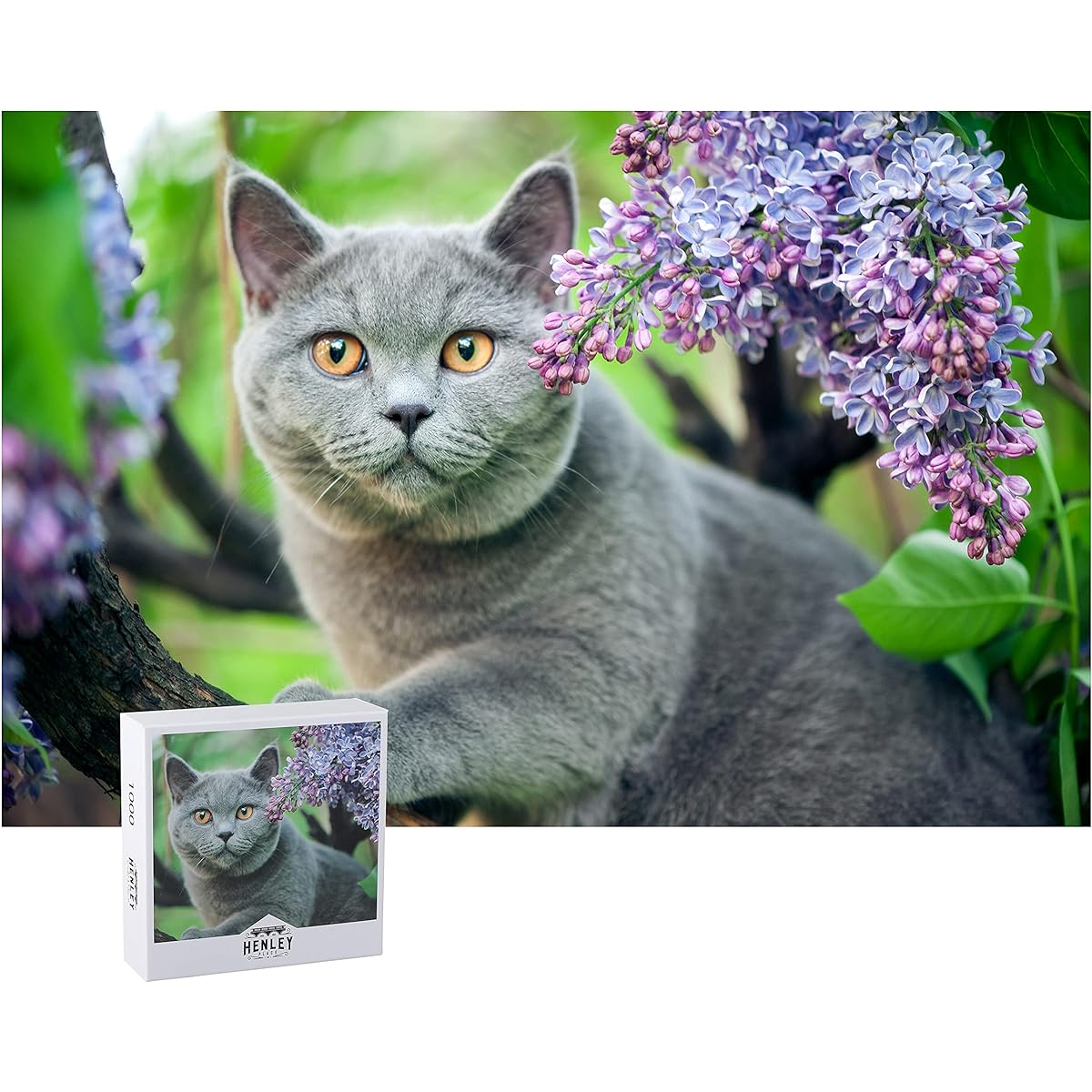 Henry Place British Shorthair 1000 Piece Jigsaw Puzzle for Adults and Kids - Large, Adorable Illustration of a Fluffy Grey Cat - 50 x 70cm