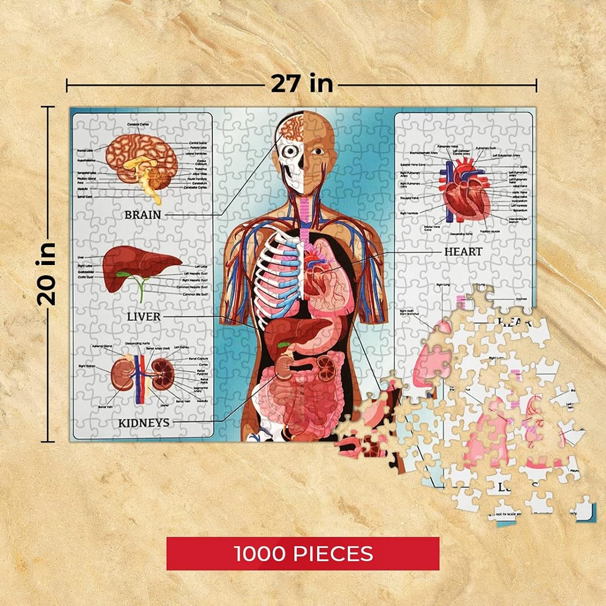 Human Organs 1000 Piece Puzzle for Adults & Kids | 27 x 20 Inch Jigsaw Puzzle Game Extra Thick Easy Fit | Made from Recycled Paper | Includes Bonus Poster