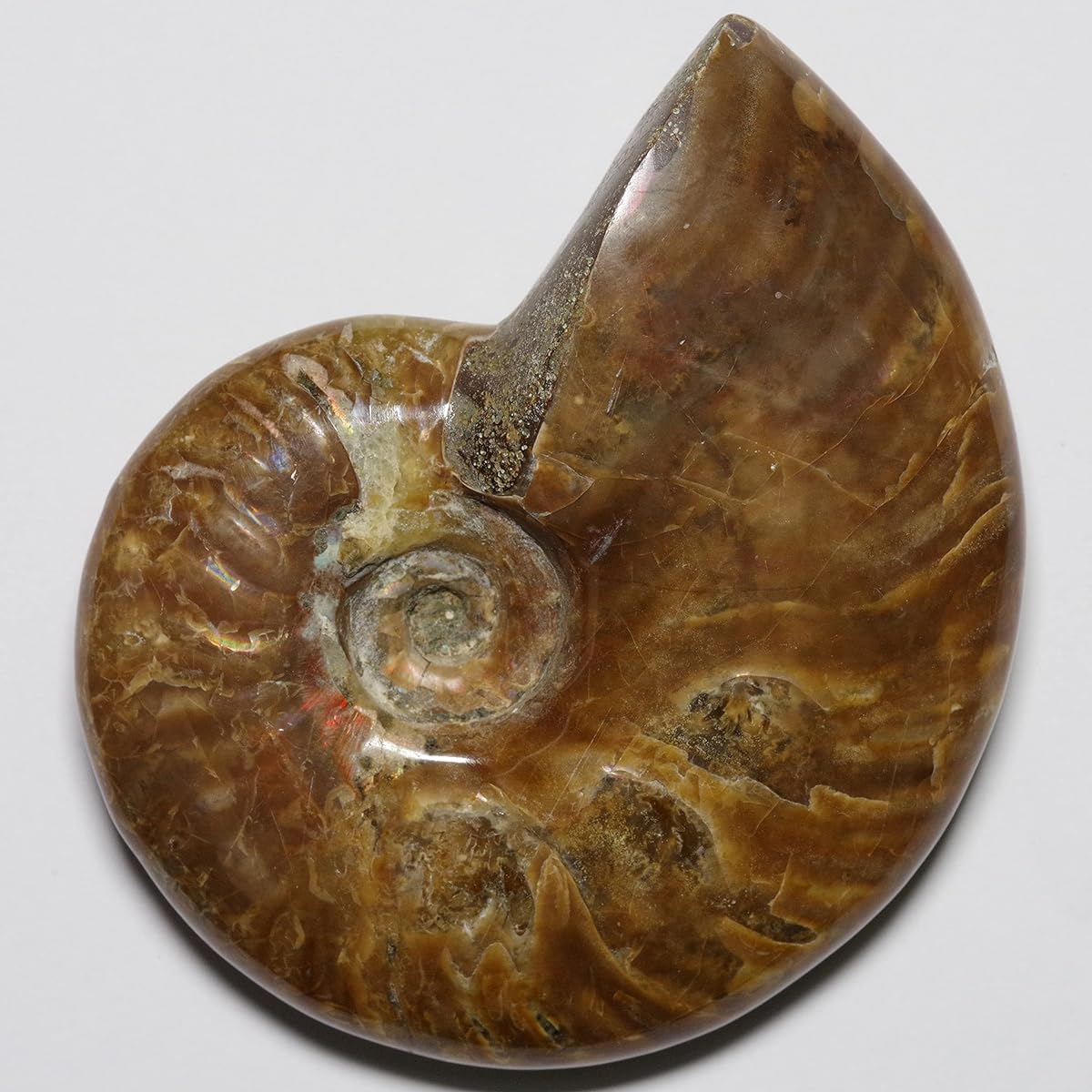 [N2 stone Natural] Natural fossil "Iridescent" fire ammonite (rainbow iridescent ammonite fossil) / specimen | (8 | "One of a kind" approx. 83g, 67x56x20mm)