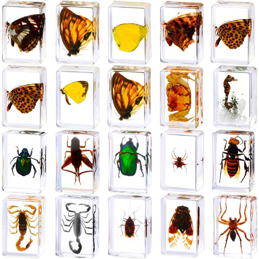 20pcs Resin Bugs Preserved Specimen Collection Paperweight Resin Insects Various Insect Specimens for Office Men Women Biology Science Teacher Education Bug Collection Supplies (Butterfly)