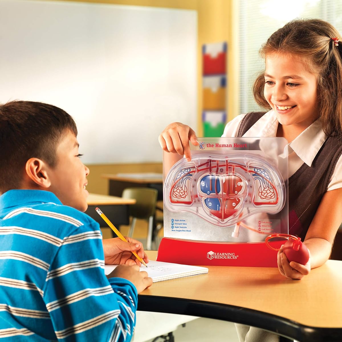 Educational Resources LER3535 Pumping Heart Model