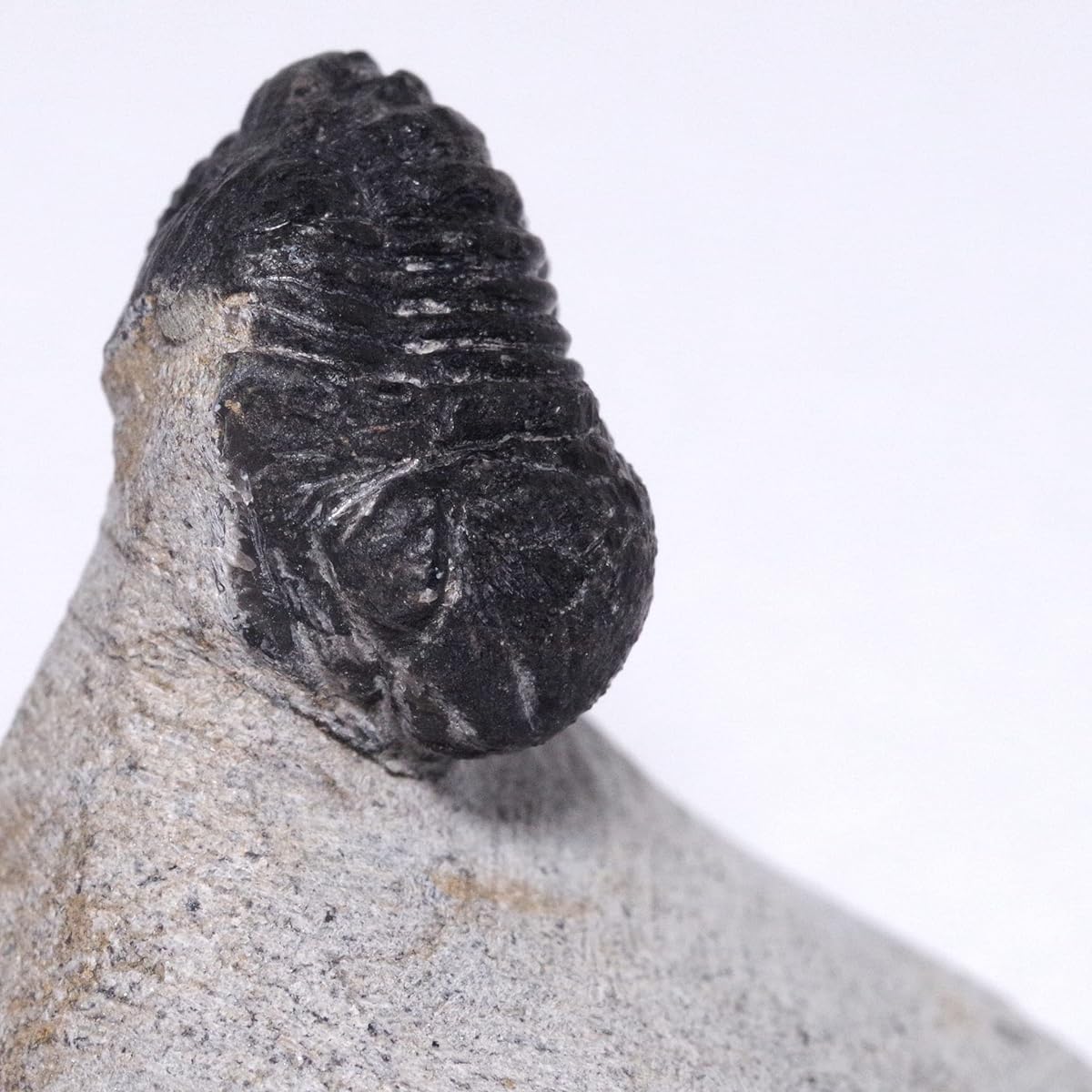 [N2 stone Natural] Natural fossil trilobite - Gerastos sp. (Trilobite) / specimen | (24 | "Unique" Body: approx. 19x15mm [Mother rock: approx. 47g, 40x37x39mm] Excavation site: Issomour, Morocco)