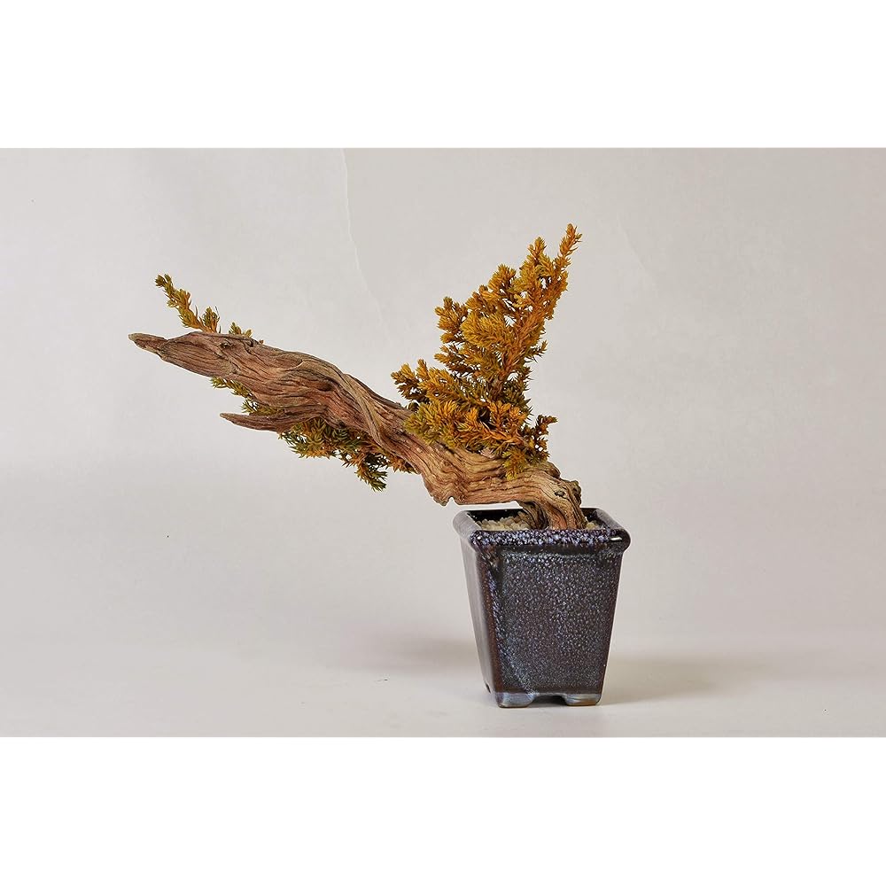 General Incorporated Association World Dry Bonsai Association Bonsai, Dry Bonsai, Dry Bonsai, DRY BONSAI Dry Bonsai/Bonsai Pot White Sand Hardened 4582522520052 Interior Object Gift Yellow Body: Depth 15cm Body: Height 25cm Body: Width 25cm