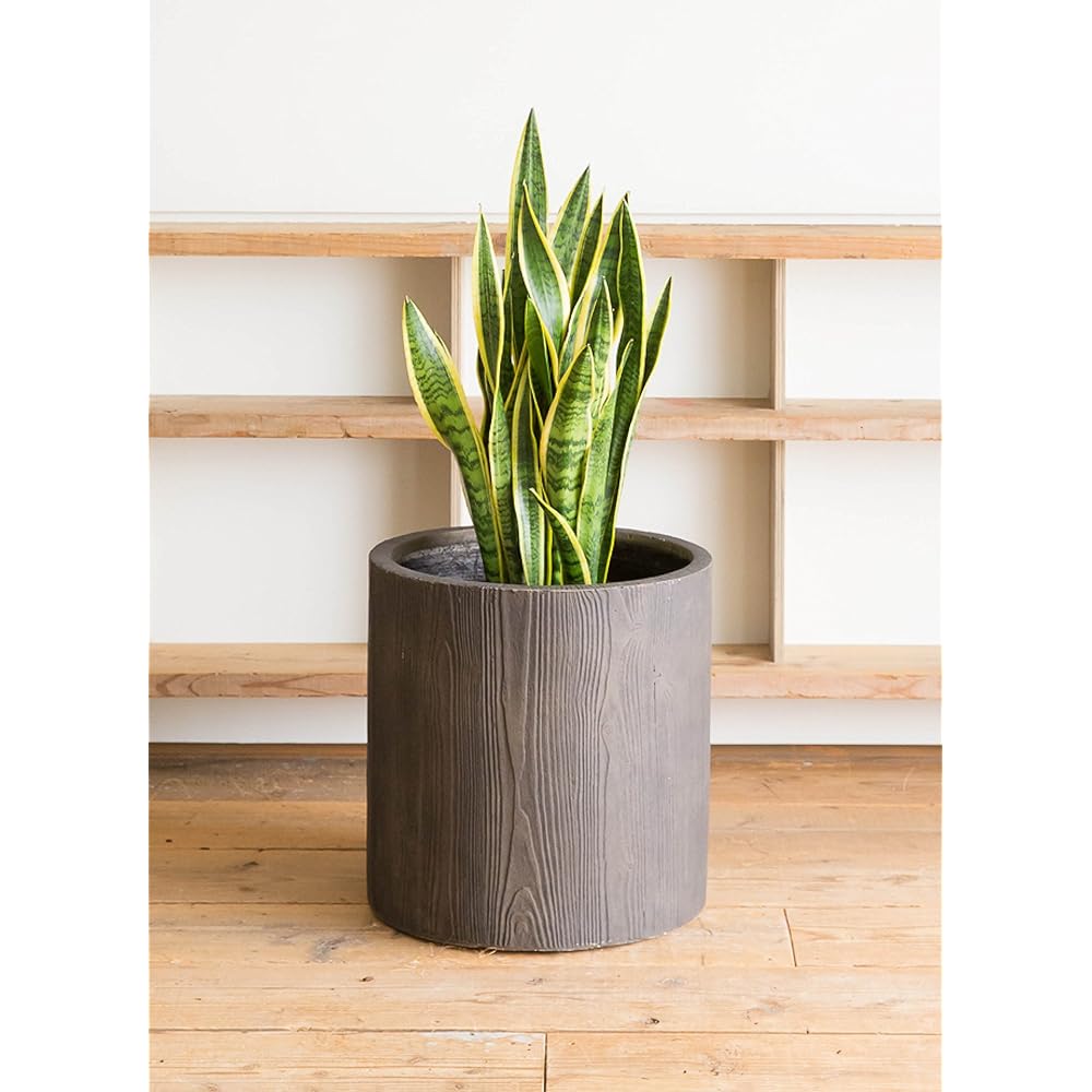 HitoHana Sansevieria No. 10 Toranoo Alpha Cylinder Planter