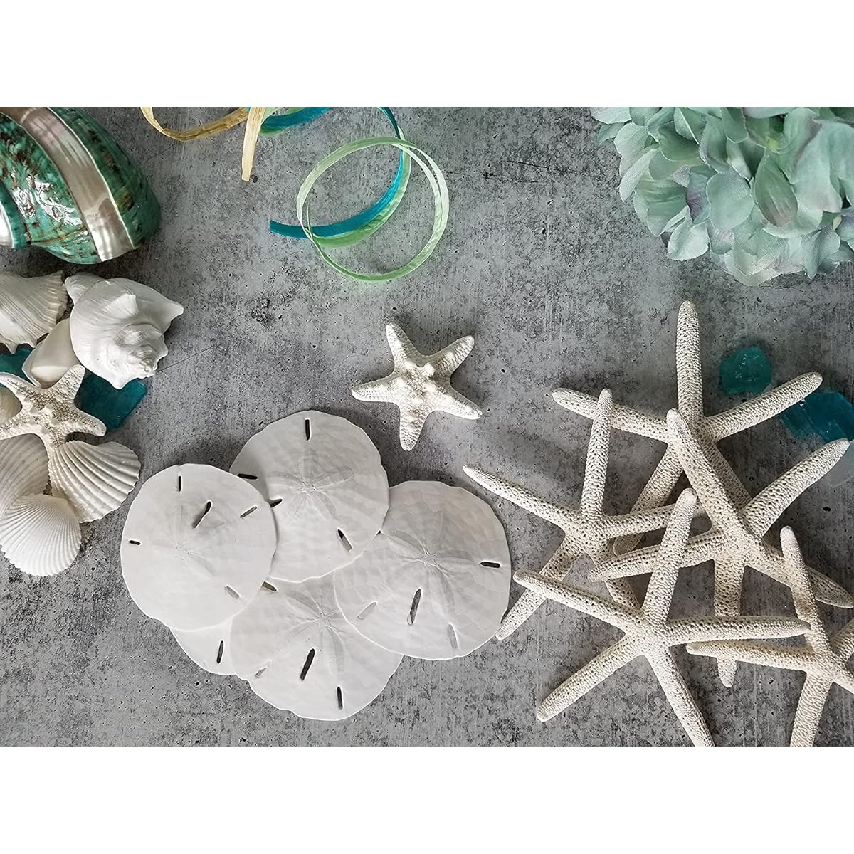 Sand Dollars 3"-3.5" - 15 Count - Wedding Shells for Crafts - Genuine Sandals. Hand Selected and Packed by Tumbler Home in Florida.