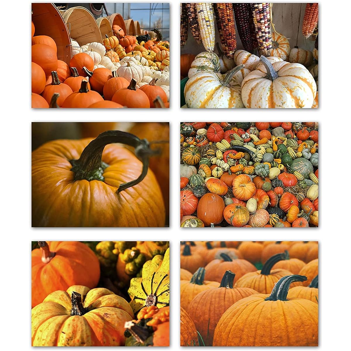 Small World Greetings Pumpkins and Gourds Blank Note Cards - 24 Pack - Fall Greeting Cards with Envelopes - 6 Unique Designs - 5.5"x4.25" (24 Pack)