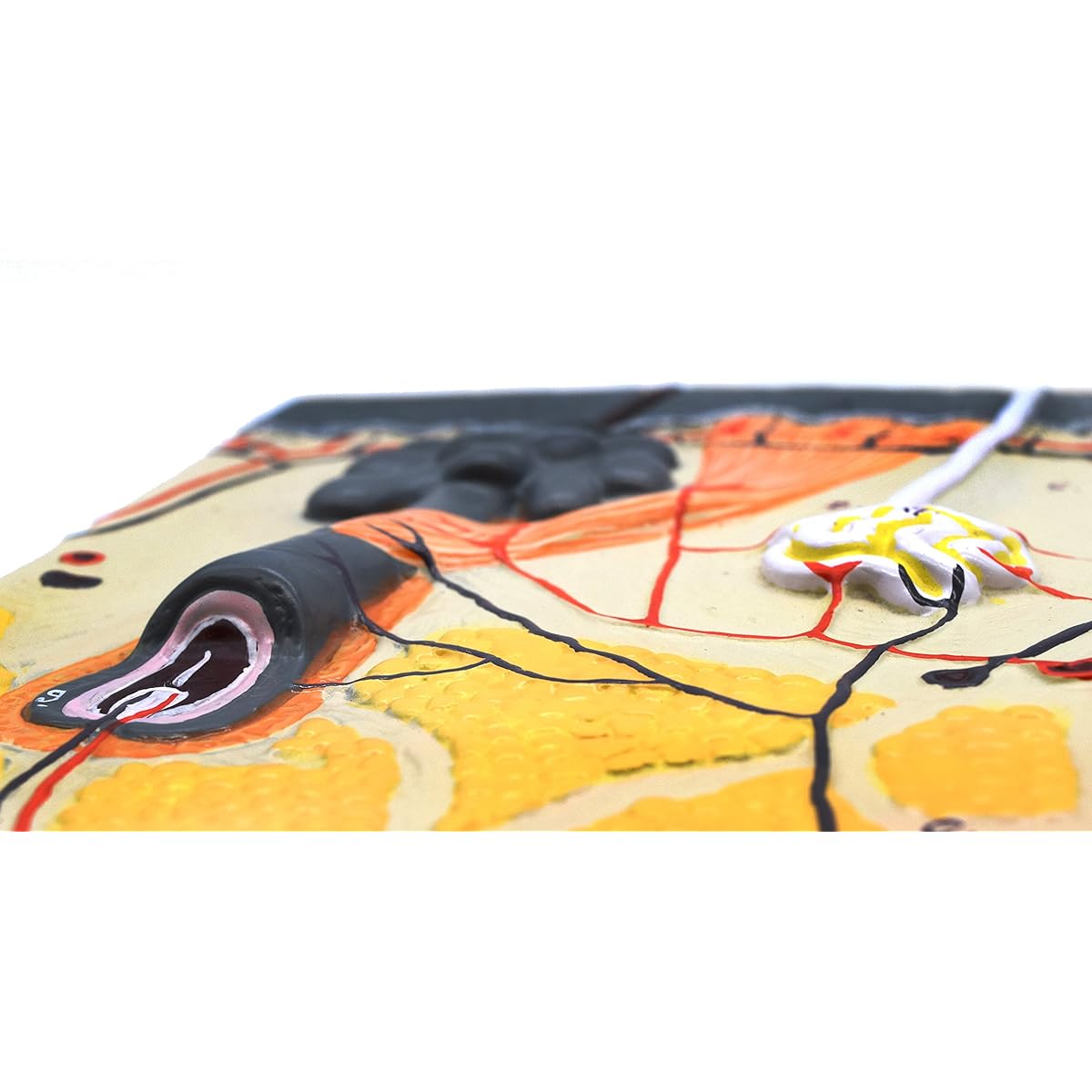 EISCO Human Skin Model 70x Magnification Hand Painted