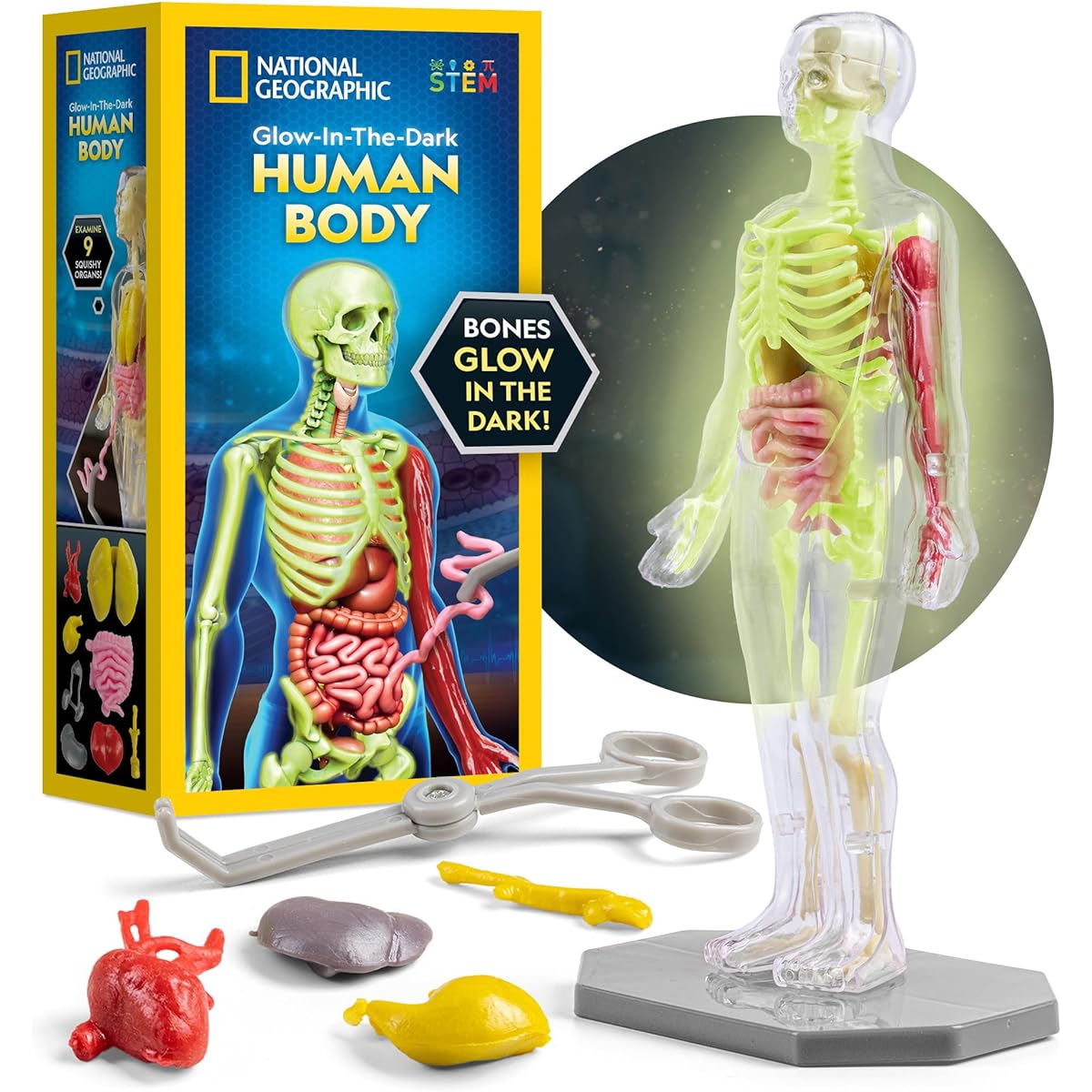 NATIONAL GEOGRAPHIC Human Body Model Glow in the Dark for Kids - 32 Piece Interactive Anatomy Model with Bones, Organs, Muscles, Stand, Forceps, ID Chart, Anatomy and Physiology Learning Tool