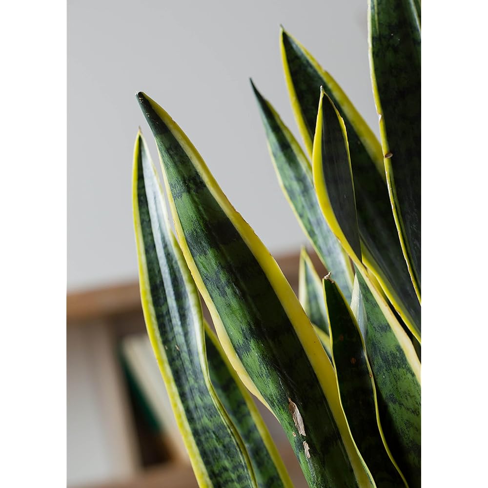 HitoHana Sansevieria No. 10 Toranoo Alpha Cylinder Planter