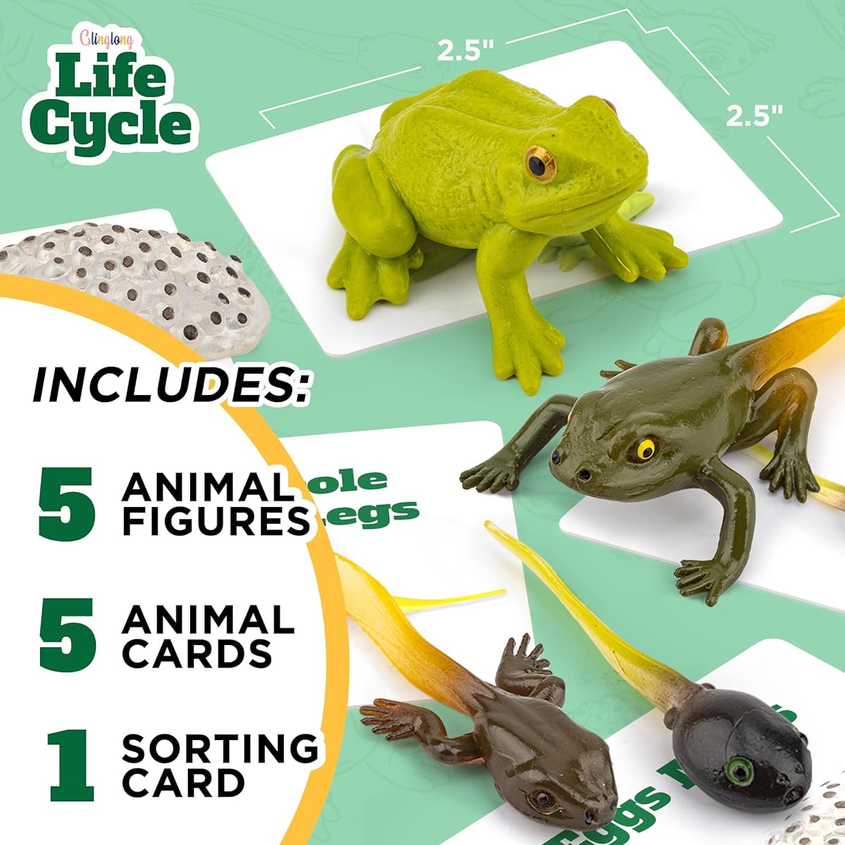 GLINGLONG Frog Life Cycle Kit Montessori Realistic Figures Kids Figures Animal Match Set