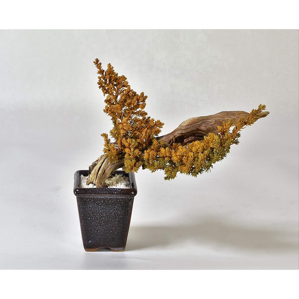 General Incorporated Association World Dry Bonsai Association Bonsai, Dry Bonsai, Dry Bonsai, DRY BONSAI Dry Bonsai/Bonsai Pot White Sand Hardened 4582522520052 Interior Object Gift Yellow Body: Depth 15cm Body: Height 25cm Body: Width 25cm