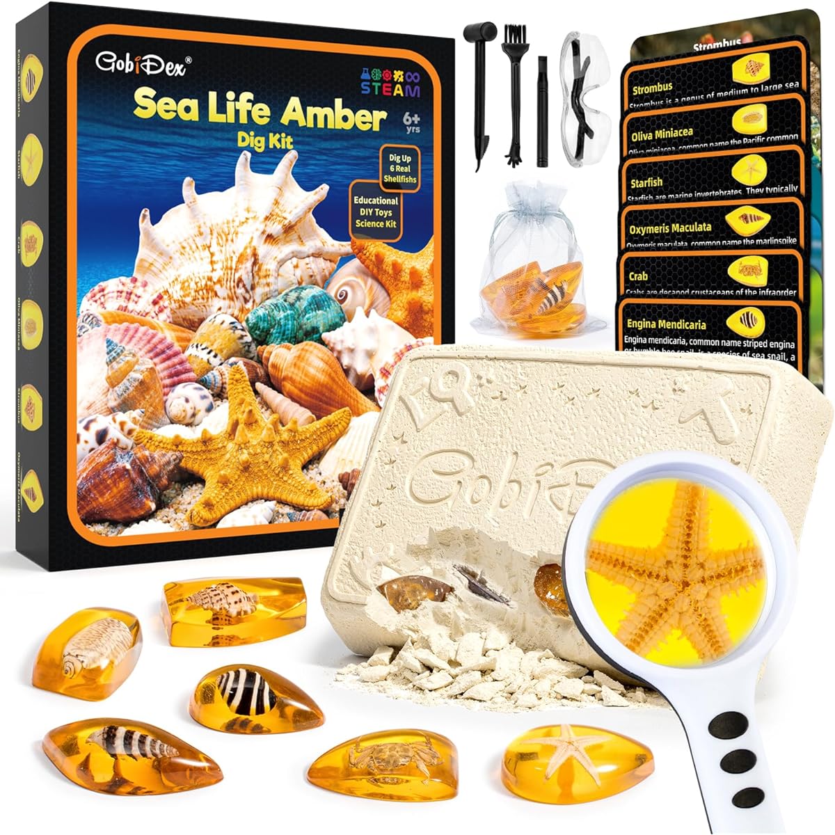 GobiDex Marine Life Amber Digging Kit Educational Toy STEM Activity Science Kit for Kids Ages 6-8-12 with Real Artificial Shells, Resin & Specimen Collection, Excavation Gifts for Boys and Girls