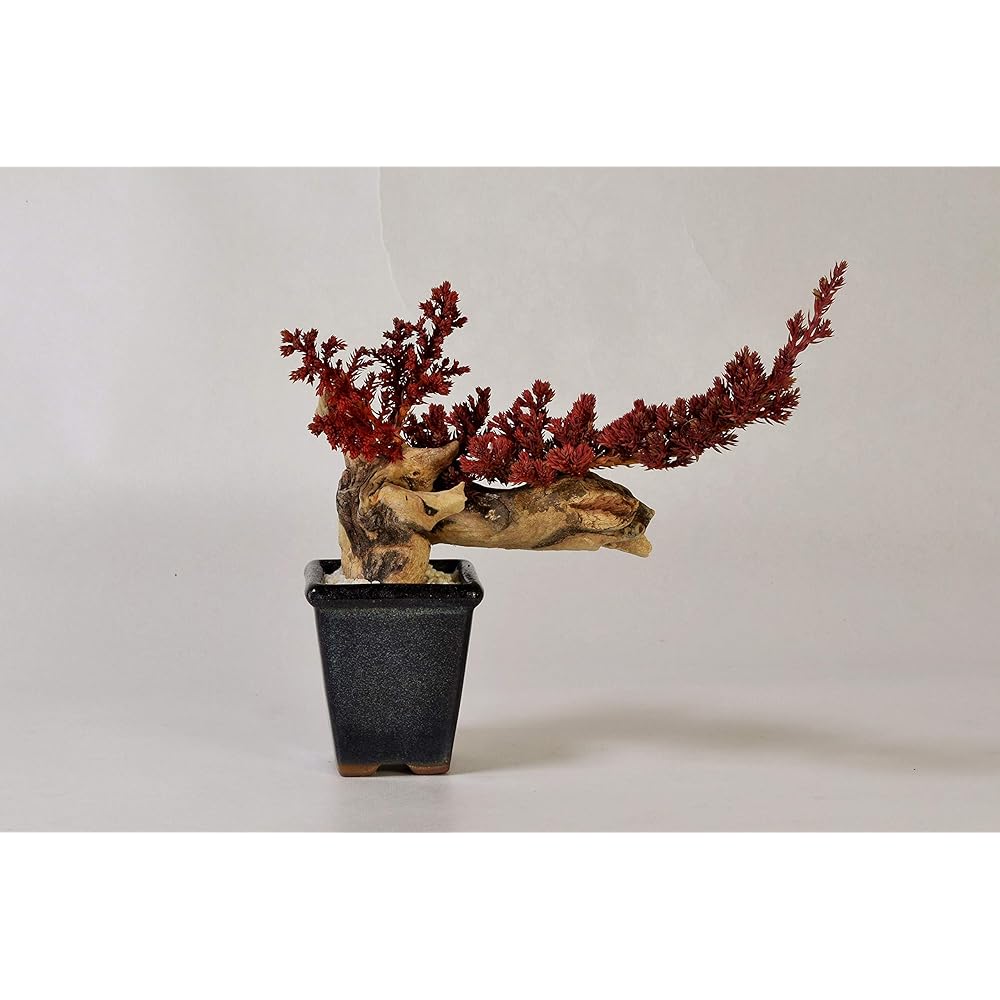 General Incorporated Association World Dry Bonsai Association Bonsai, Dry Bonsai, Dry Bonsai, DRY BONSAI Dry Bonsai/Bonsai Pot White Sand Hardened 4582522520069 Interior Object Gift Red Body: Depth 15cm Body: Height 25cm Body: Width 25cm