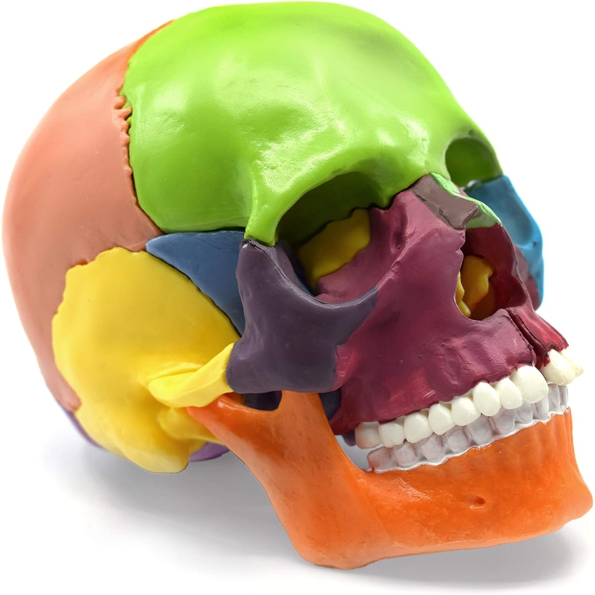 Eisco Labs Didactic Painted Mini Skull Model, Multicolor, 15 Pieces, Magnetic Mount, 1/2 Natural Size