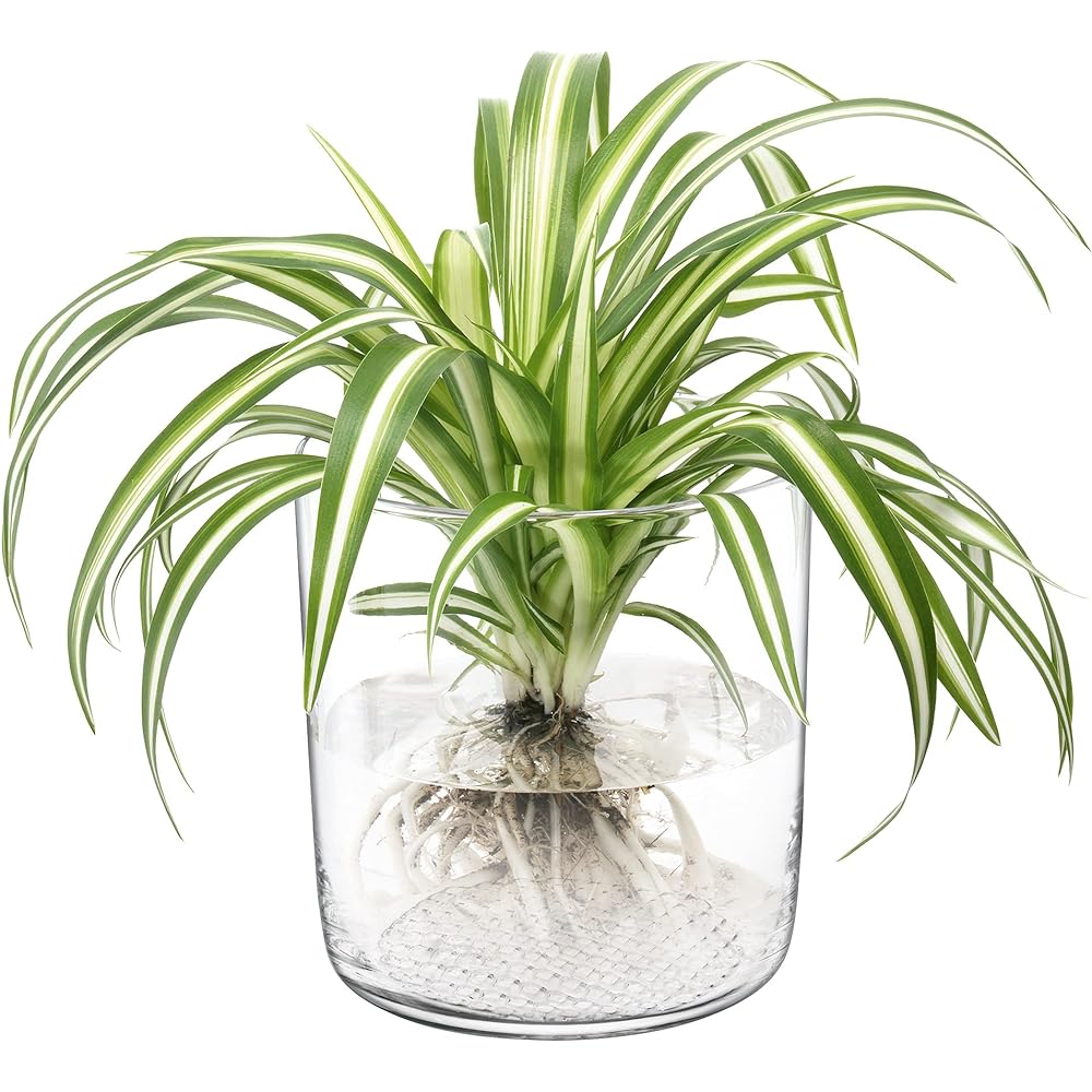 LSA Market Planter/Vase/Lantern H16cm Clear