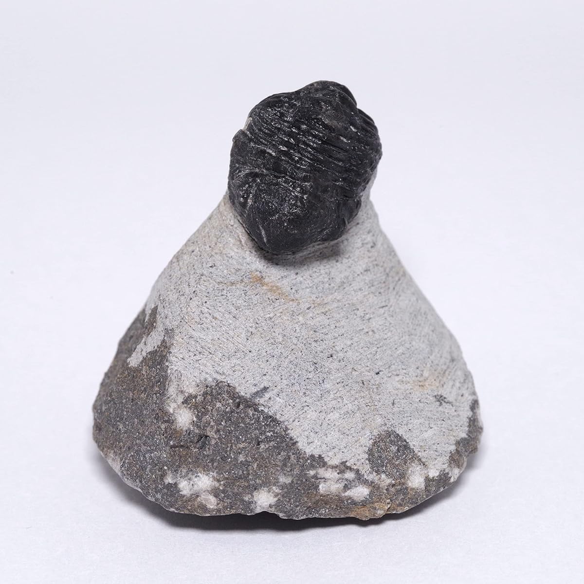[N2 stone Natural] Natural fossil trilobite - Gerastos sp. (Trilobite) / specimen | (24 | "Unique" Body: approx. 19x15mm [Mother rock: approx. 47g, 40x37x39mm] Excavation site: Issomour, Morocco)