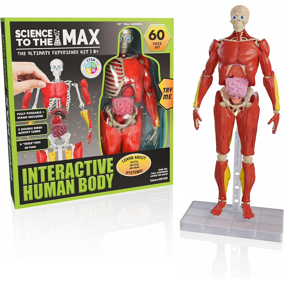 Science To The Max - Interactive Human Body