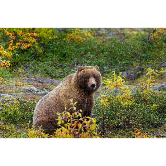 Anchorage Alaska Wildlife America Puzzle Wooden Jigsaw Puzzle for Adults 1000 Pieces Travel Souvenir Gift