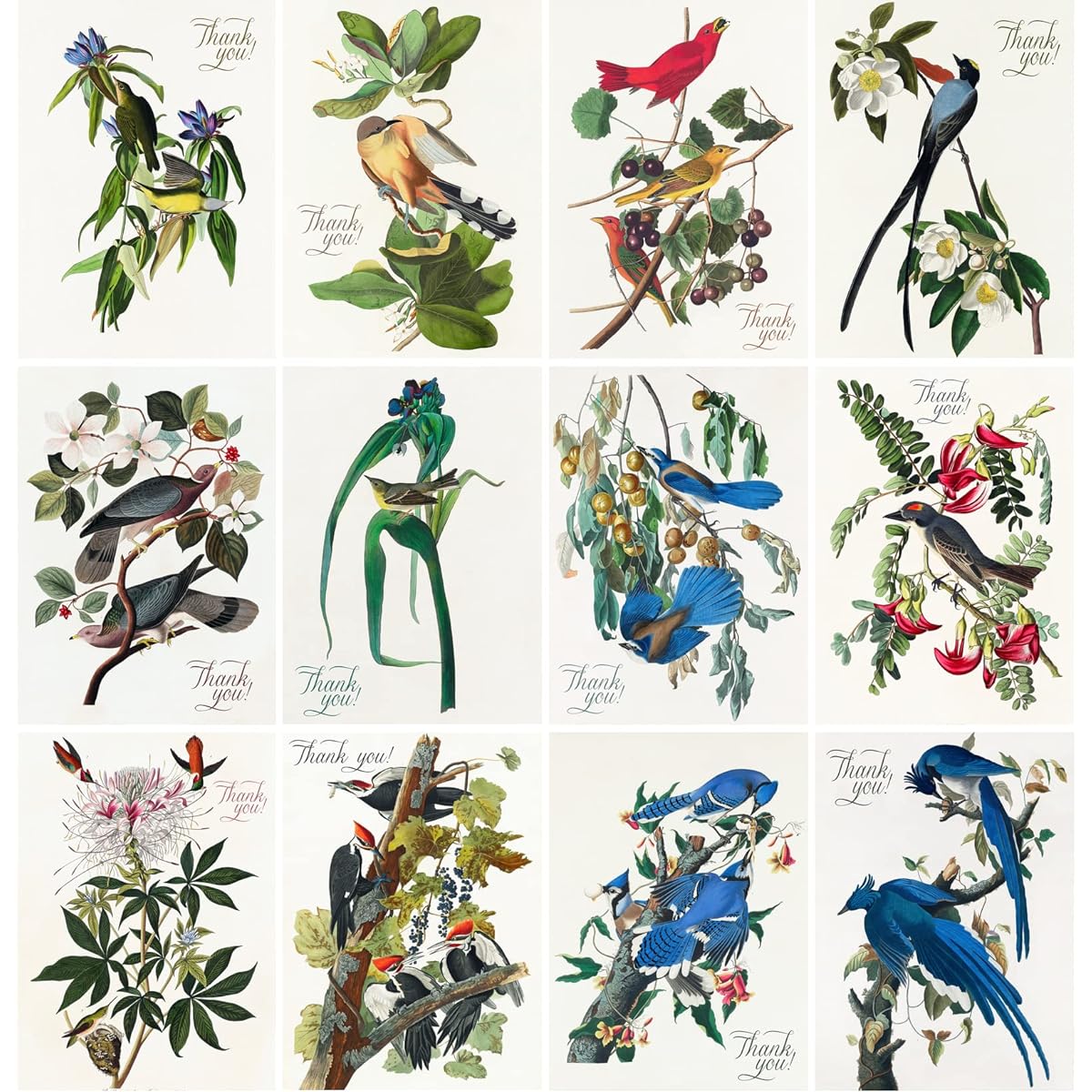 GORGEOUS BIRDS ~ 12 large greeting cards ~ Vintage postcard and botany book illustrations reprint edition