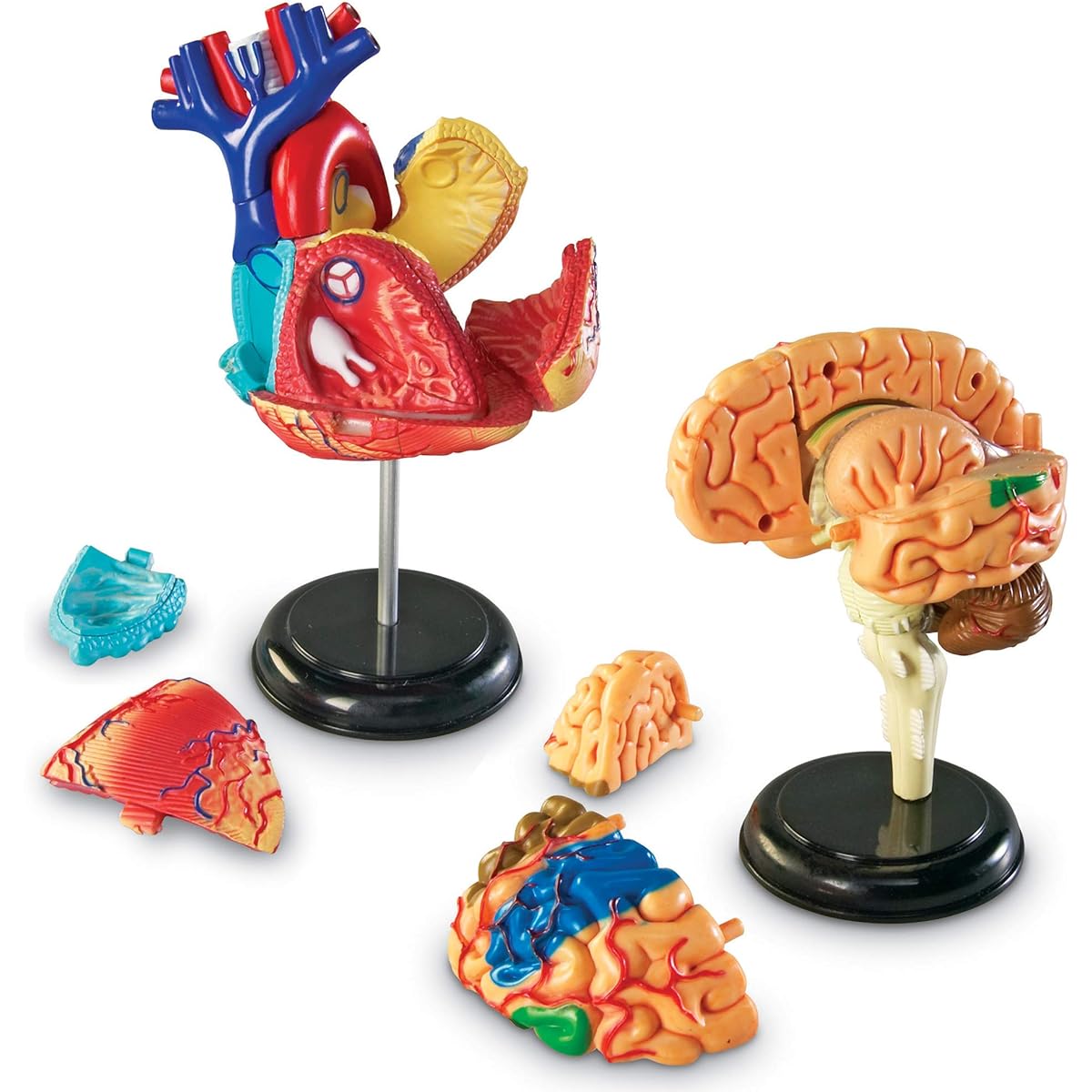 [Learning Resources]Learning Resources Anatomy Models Bundle Set LER3338 [Parallel Import]