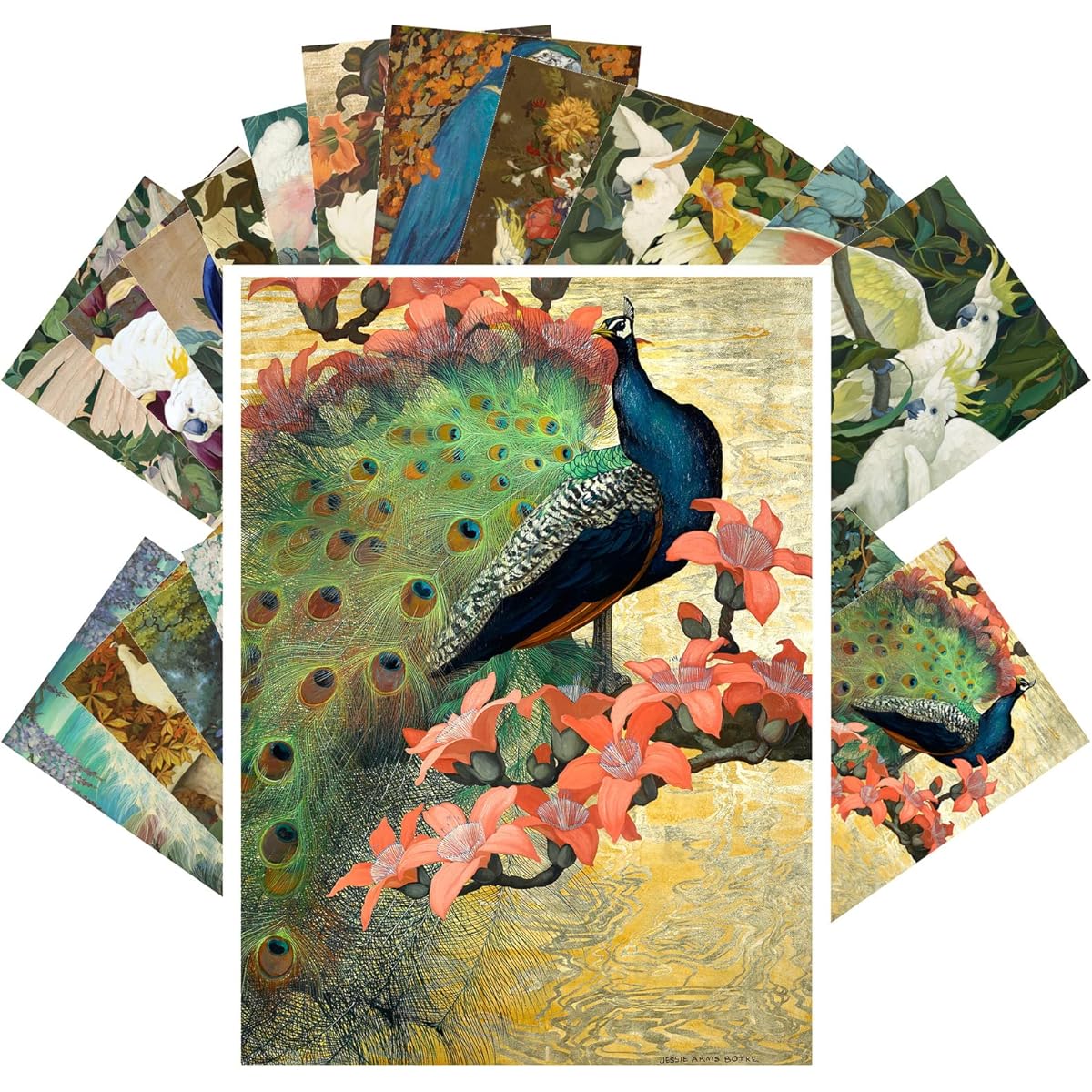 PIXILUV Vintage Postcards (24 of each 4"x6") Cute Bird Paintings of Parrots and Cockatiels Vintage Postcards Retro Greeting Cards Book Illustration Reprint