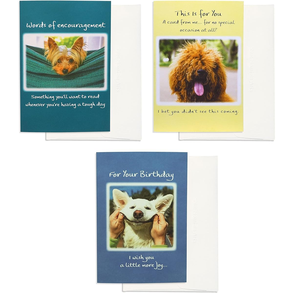 Blue Mountain Arts Dog Card Assortment - 3 Unique Greeting Cards for Encouragement, Thinking of You, and Birthdays with Adorable Dog Photos