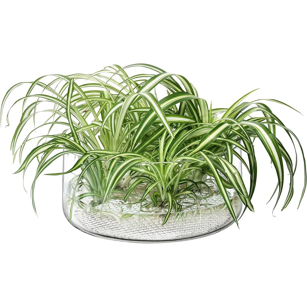 LSA Market Planter/Bowl H11.5cm Clear Clear