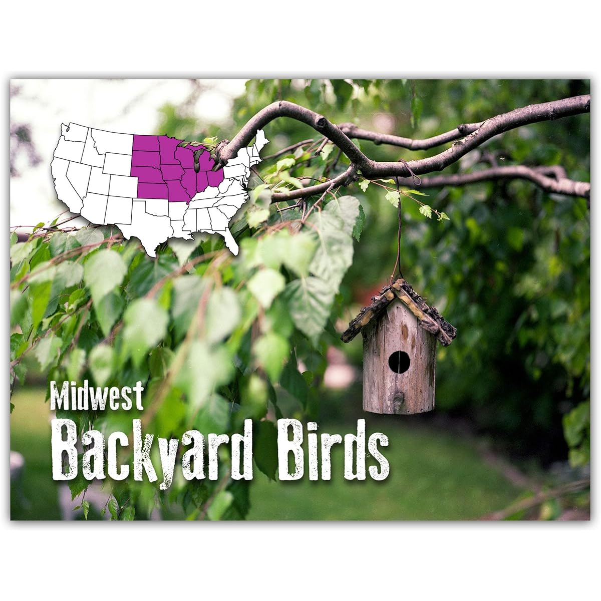 Small World Greetings Midwest Backyard Bird Greeting Cards with ID Cards - 12 Bird Species - Blank Inside - 5.5" x 4.25" (24 Pack)