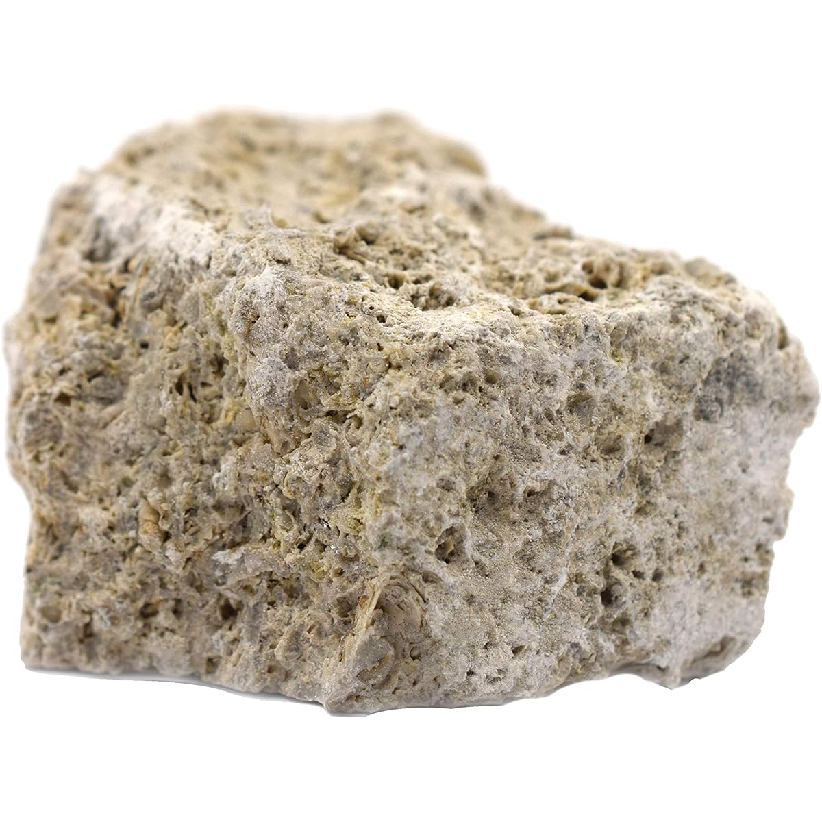 6 Biocide Limestone, Sedimentary Rock Specimens - Approximately 1 Inch - Geologist Selected & Handcrafted - Great for Science Classrooms - Class Pack - Eisco Labs
