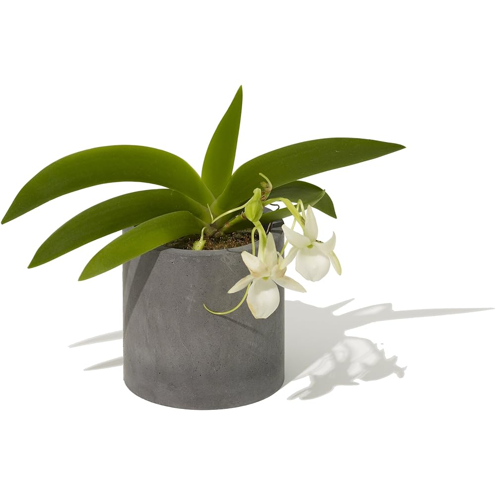 soil diatomaceous earth planter cover black