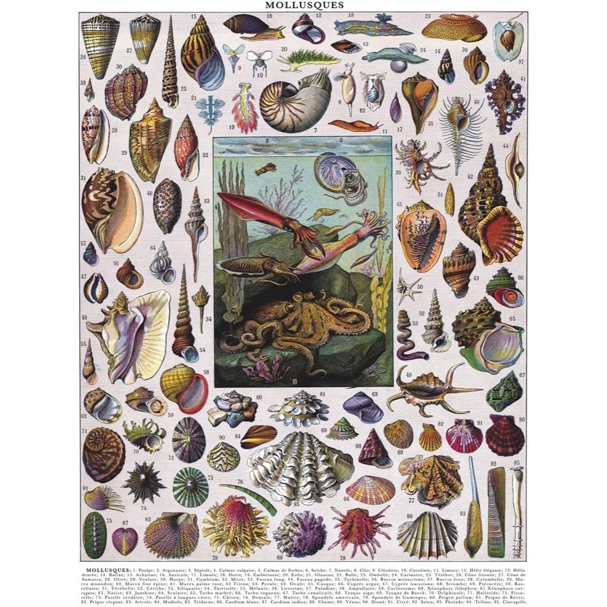 New York Puzzle Company - Vintage Images Mollusks - 1000 Piece Jigsaw Puzzle
