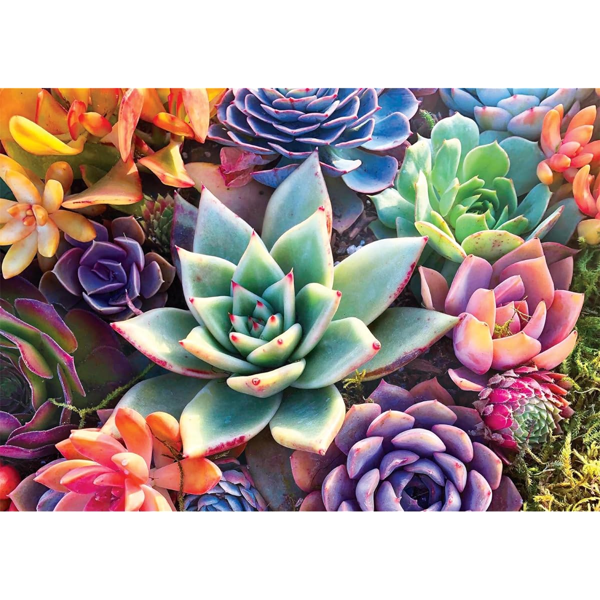 Buffalo Games - Simple Succulents - 300 Large Piece Jigsaw Puzzle for Adults PERFECT FOR GAME NIGHT - 300 piece completed puzzle measures 21.25 x 15.00.