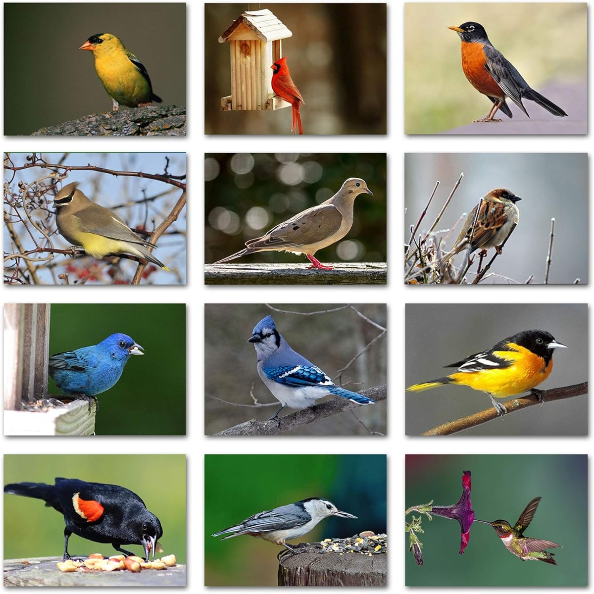 Small World Greetings Midwest Backyard Bird Greeting Cards with ID Cards - 12 Bird Species - Blank Inside - 5.5" x 4.25" (24 Pack)