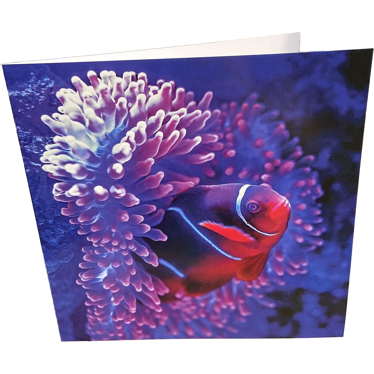 Tropical Fish Square Blank Birthday Greeting Card