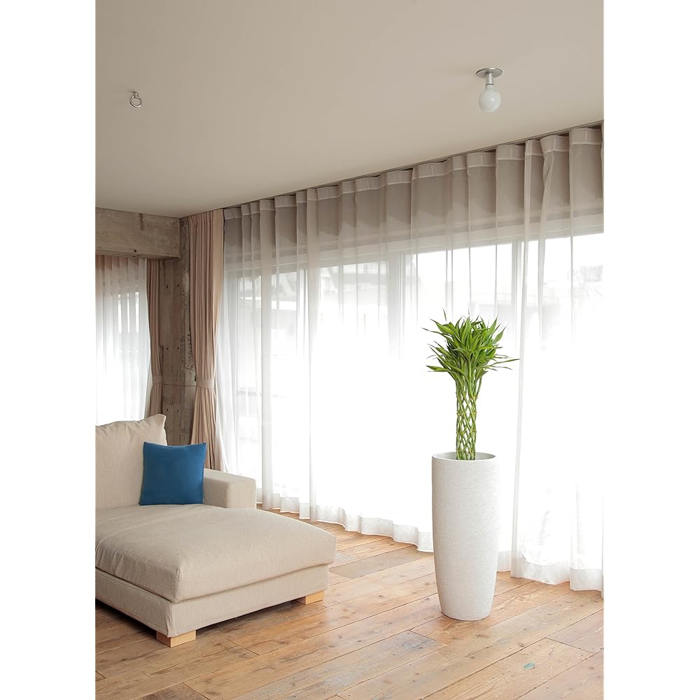 HitoHana Dracaena Million Bamboo (Lucky Bamboo) No. 7 Eco Stone Tall Type White
