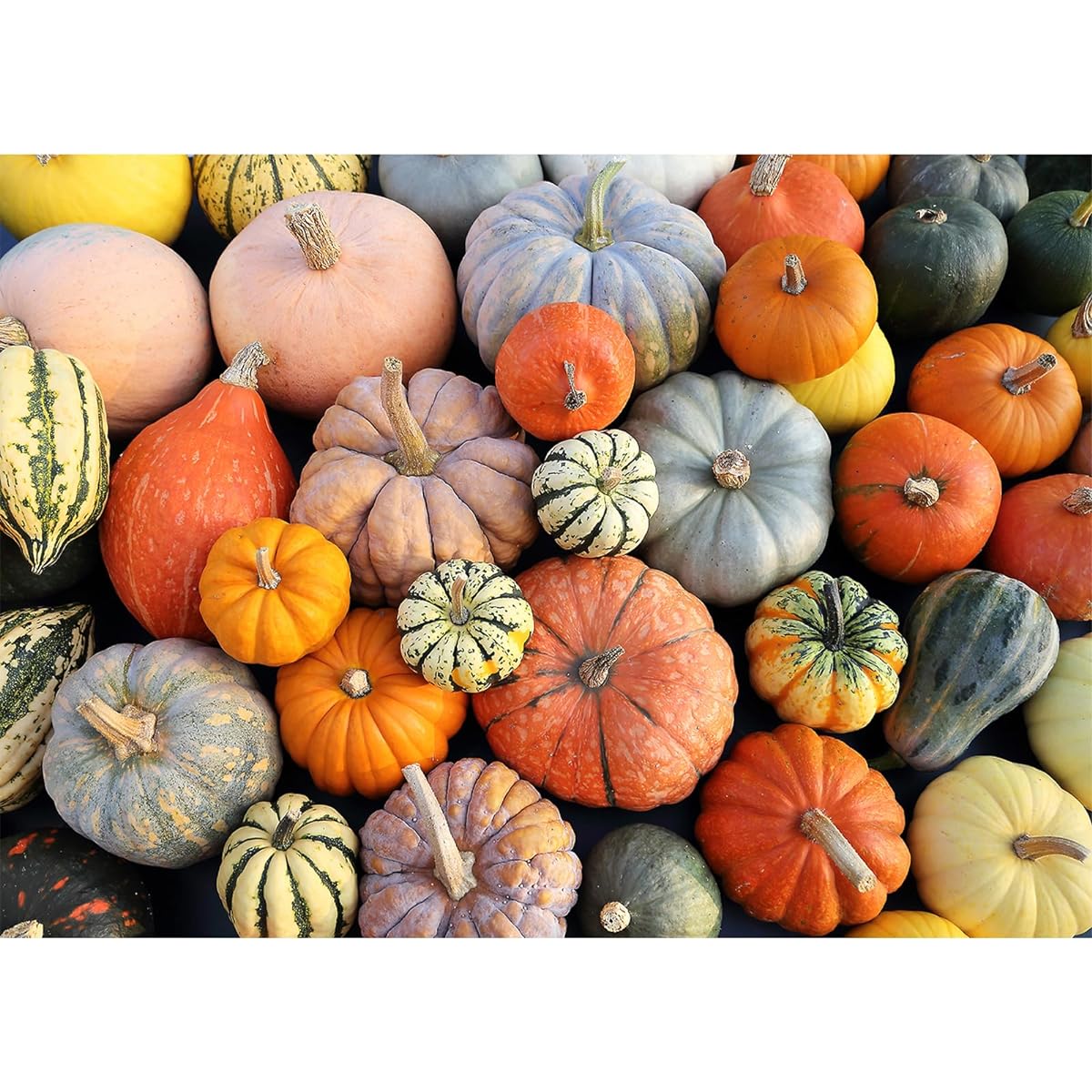 HUADADA Puzzle for Adults 1000 Piece Pumpkin Puzzle 1000 Piece for Adults and Kids Colorful Challenging Family Puzzle (27.5" x 19.7")
