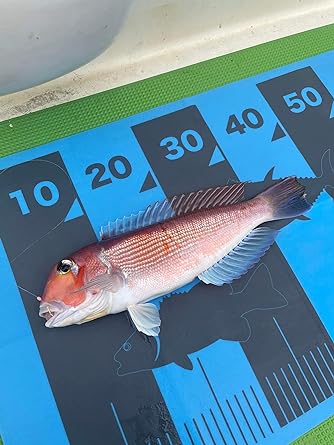 Fish-friendly towel measure, made in Japan, fishing fishing measure, simple scale, fish measurement, fish, leisure, outdoor (gray, (small) size approx. 690 x 210 mm)
