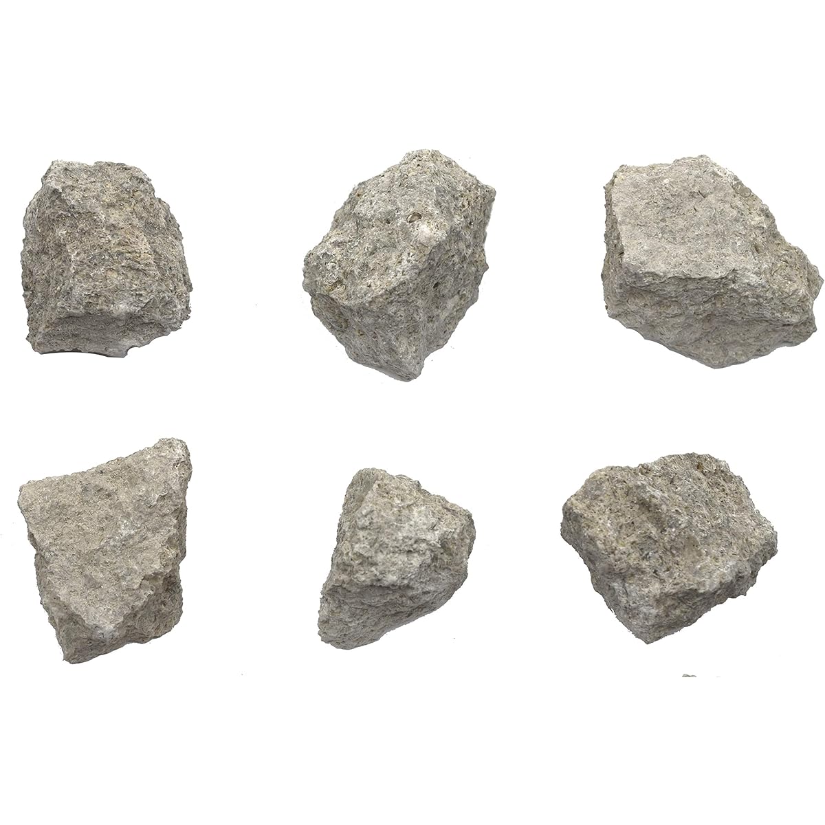 6 Biocide Limestone, Sedimentary Rock Specimens - Approximately 1 Inch - Geologist Selected & Handcrafted - Great for Science Classrooms - Class Pack - Eisco Labs