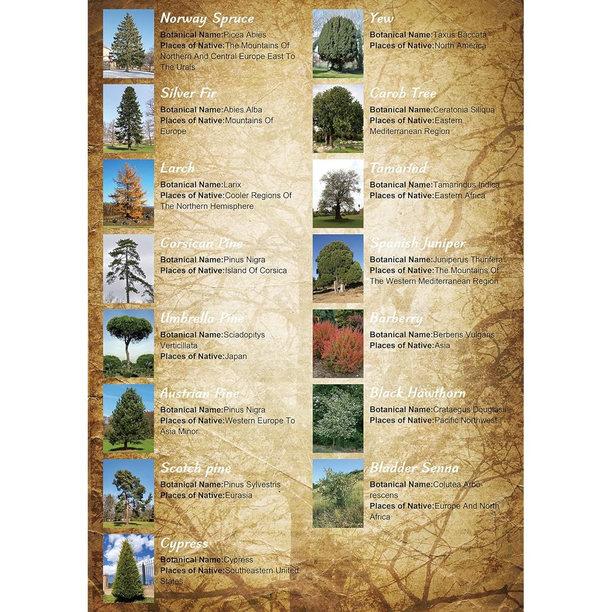 Vintage Botanical Puzzle for Adults 1000 Piece Tree Jigsaw Puzzle for Adults Nature Botanical Puzzle Botanical Garden Gift