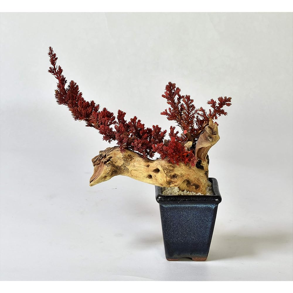 General Incorporated Association World Dry Bonsai Association Bonsai, Dry Bonsai, Dry Bonsai, DRY BONSAI Dry Bonsai/Bonsai Pot White Sand Hardened 4582522520069 Interior Object Gift Red Body: Depth 15cm Body: Height 25cm Body: Width 25cm
