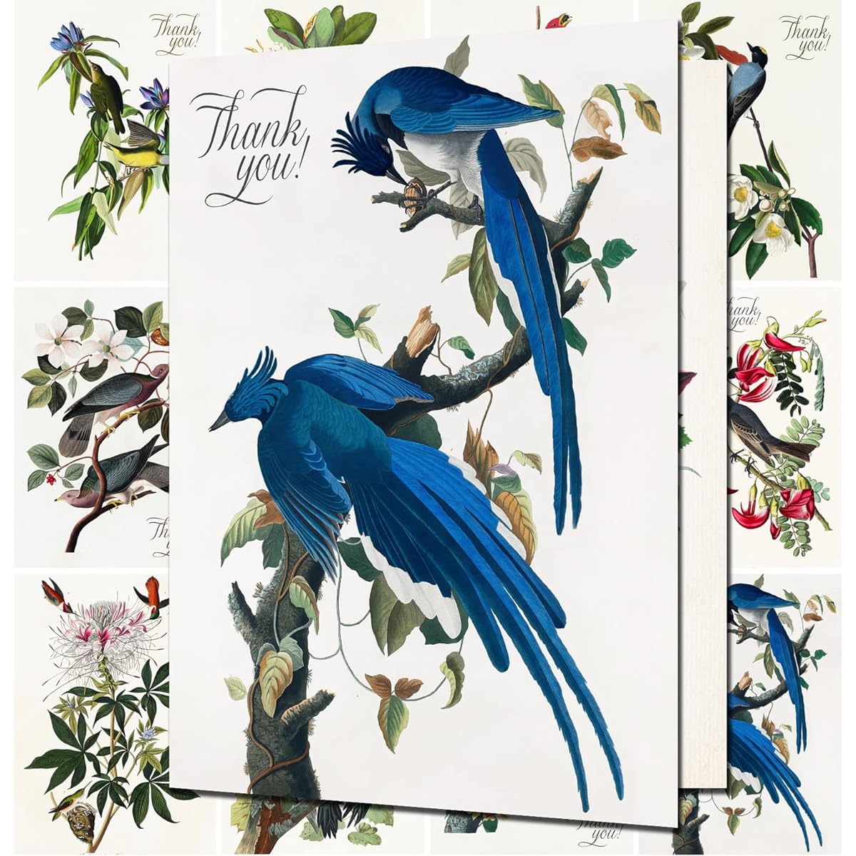 GORGEOUS BIRDS ~ 12 large greeting cards ~ Vintage postcard and botany book illustrations reprint edition