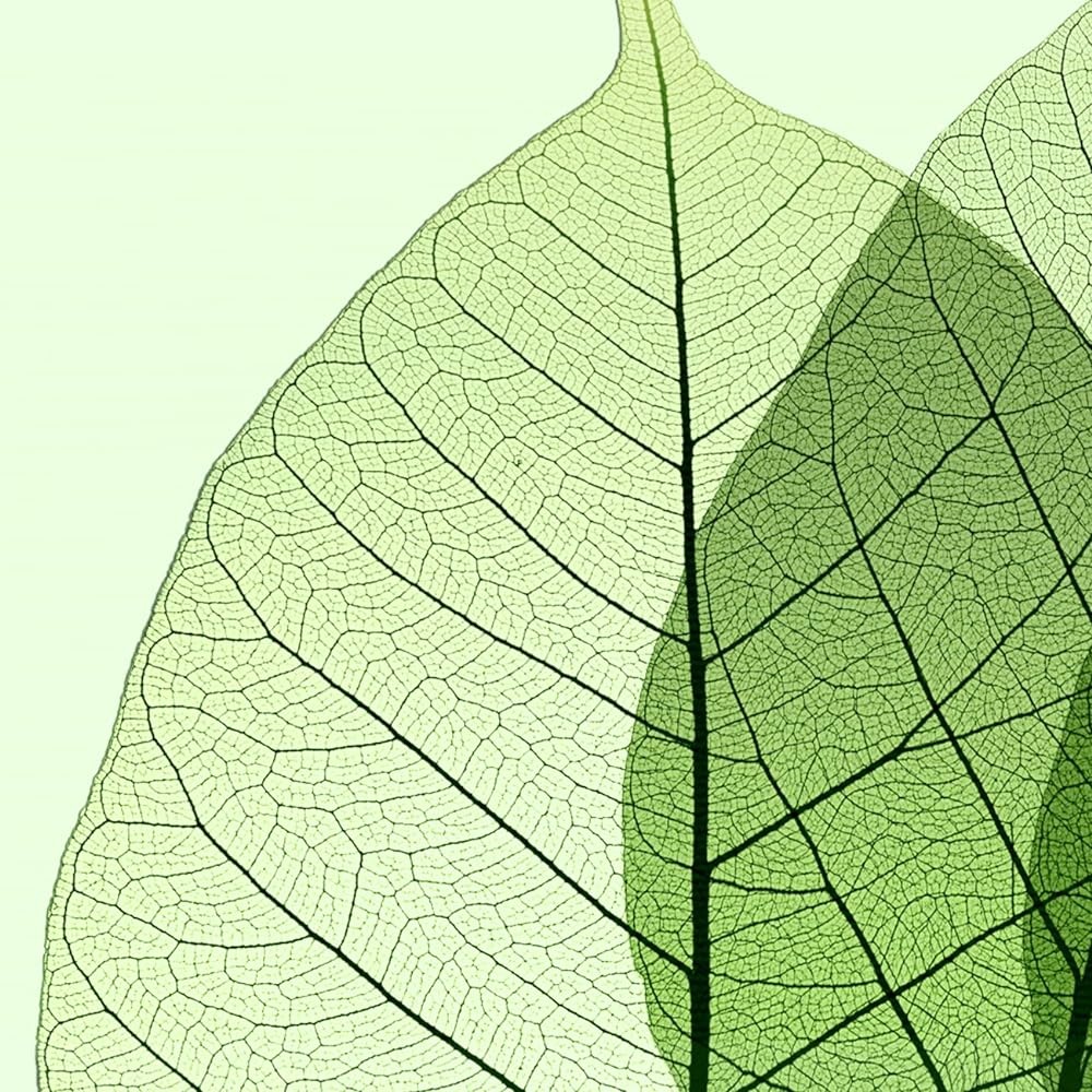 Painting "Leaf Vein" Interior Painting Flower Art Panel Framed (Length 43cm x Width 43cm)