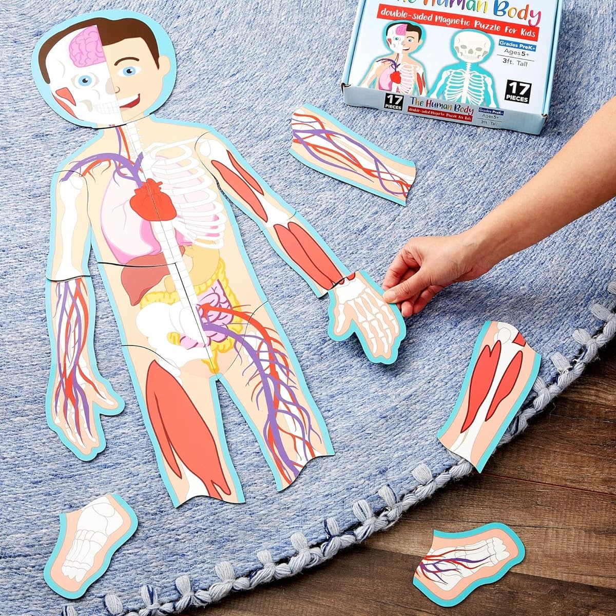 Blue Panda Magnetic Human Body Puzzle Double Sided 3' Tall 17 Piece