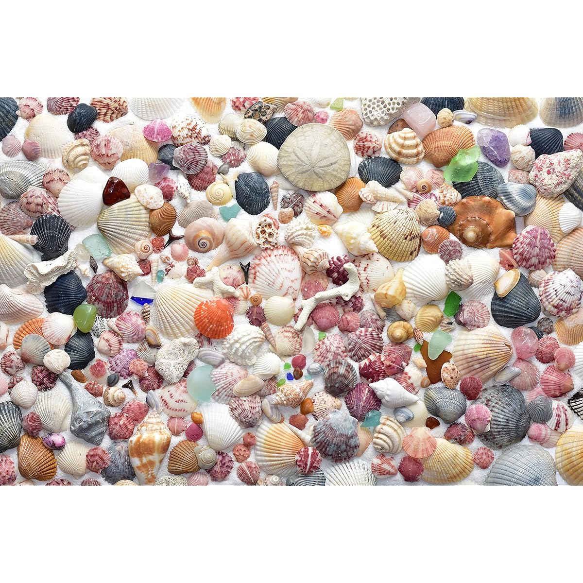 Parachute Puzzle - Seaside Seashell Seashell Beach Jigsaw Puzzle - 1000 Pieces for Adults - Bright and Colorful Shell Puzzle - Difficult and Challenging Puzzle - Fun for the Whole Family