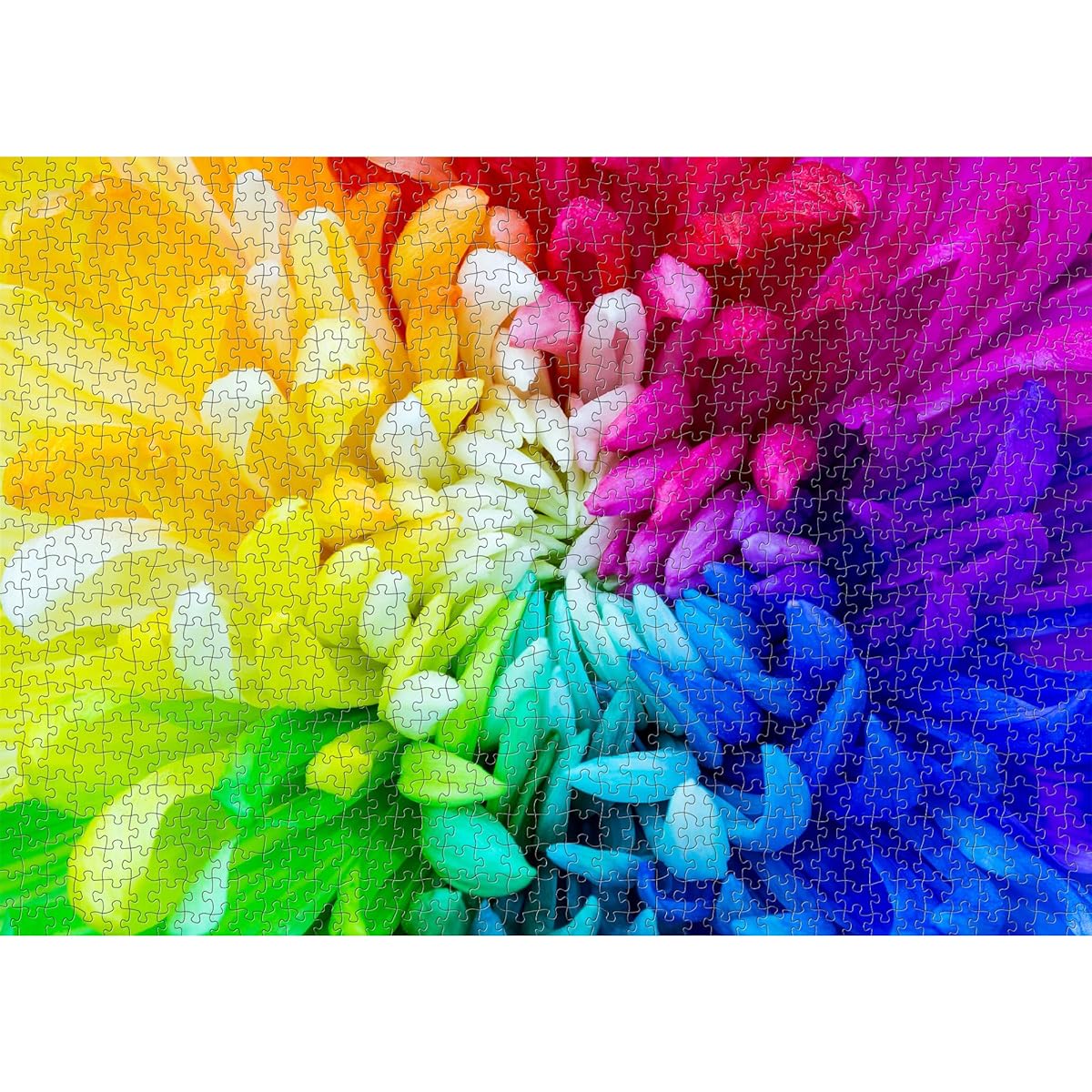 Colorful Flower Puzzle for Adults - Over 1000 Pieces - Rainbow Flower Jigsaw Puzzle - Challenging Chrysanthemum Puzzle - Great Gift for Plant Lovers