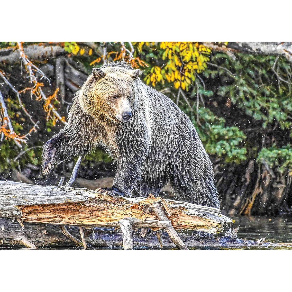 PuzzQuest Grizzly Paws Fine Art Bear Jigsaw Puzzle 1000 Piece for Adults and Teens